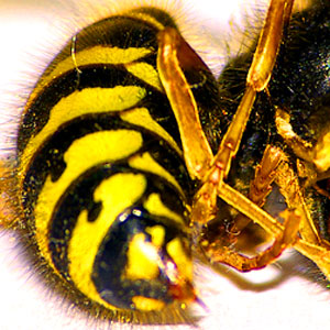 Stung By The Venom Sting